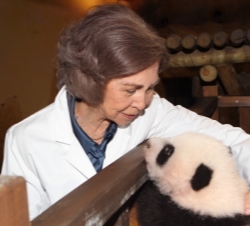 Doña Sofía observa a al osezno panda durante su visita al Zoo de Madrid